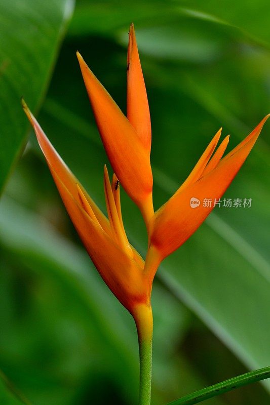 Heliconia /龙虾爪/巨嘴鸟峰